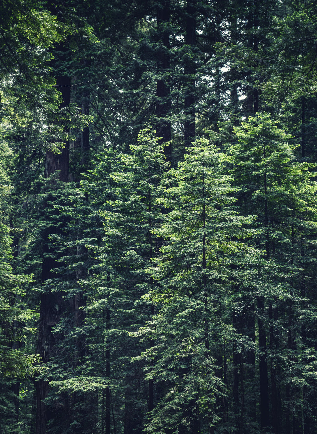 Certified Evergreen